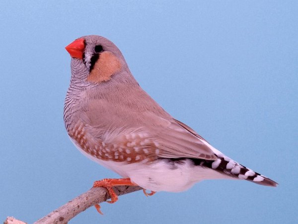 Bleekrug bruin man P1306282